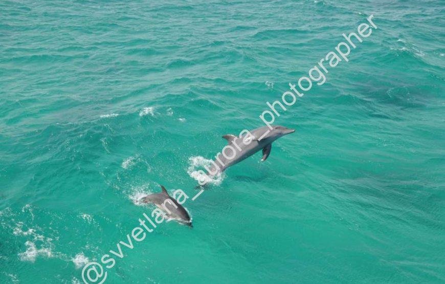 Exciting Trip To Hurghada Dolphin House