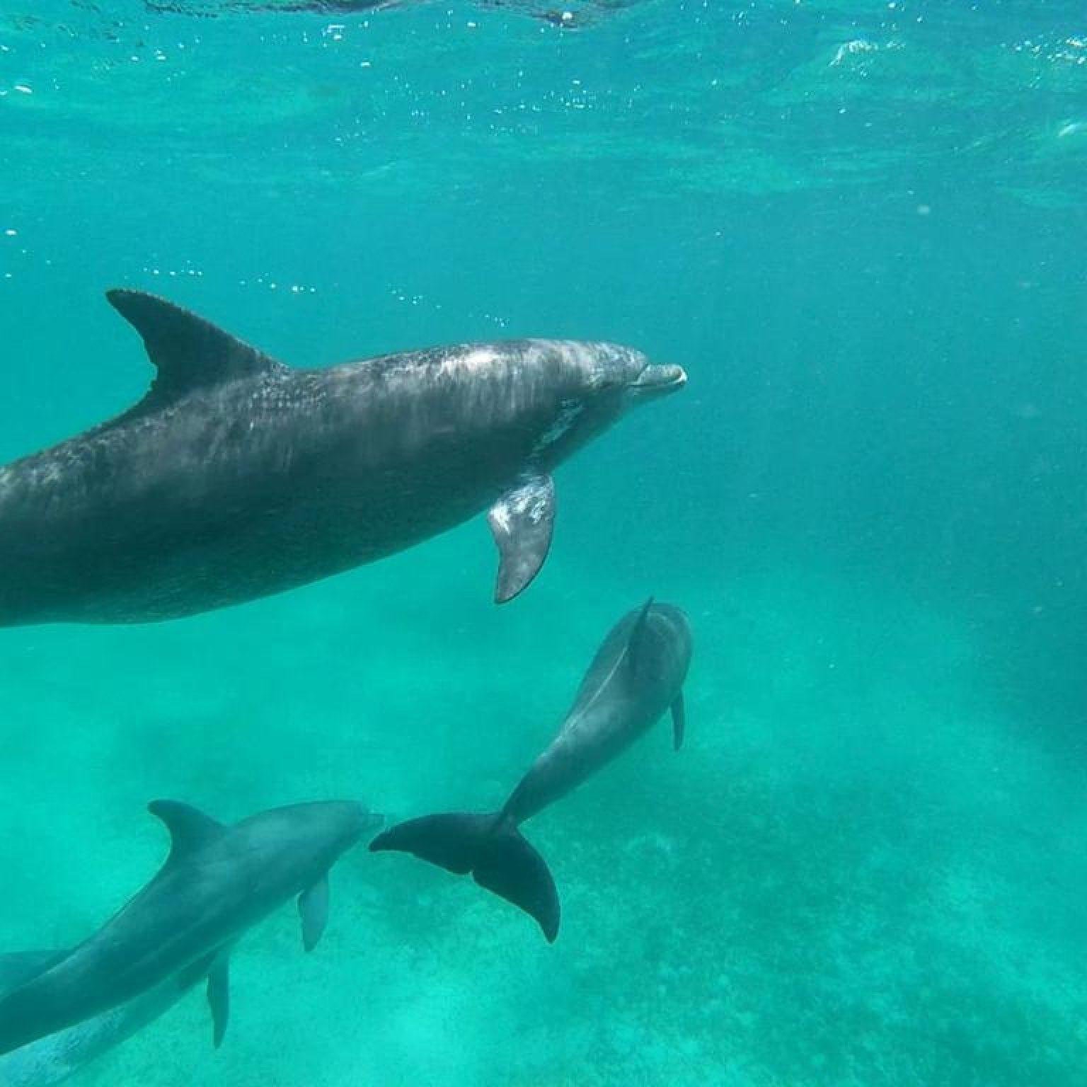 hurghada dolphin house