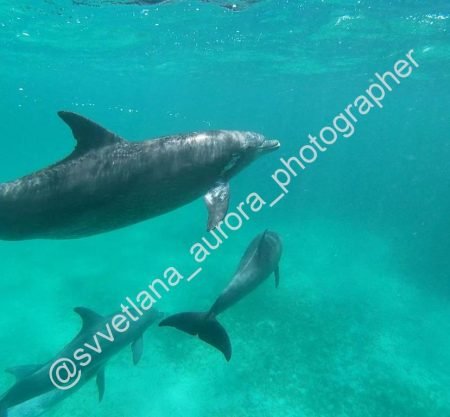hurghada dolphin house