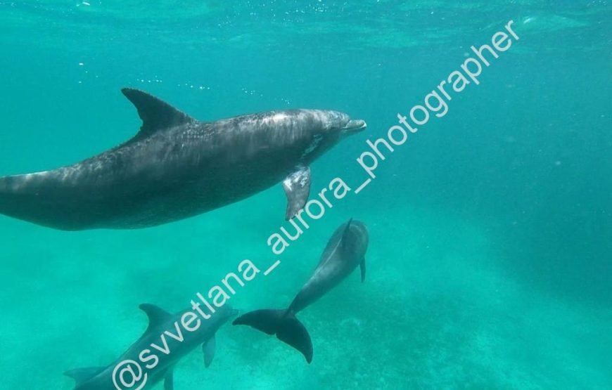 Exciting Trip To Hurghada Dolphin House