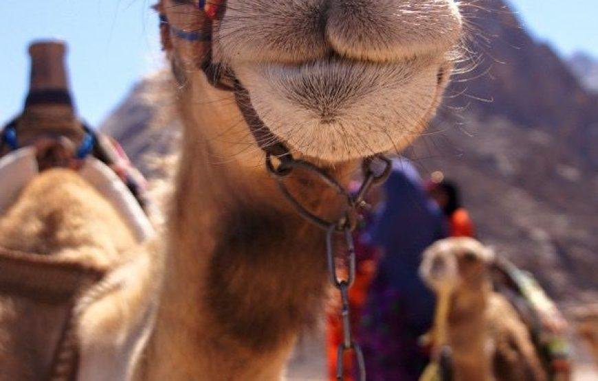 Best Hurghada Safari 3 Hours Morning Quad